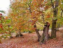 BANDO AZIONI AGRO-SILVO-PASTORALI  DI SALVAGUARDIA DELLE AREE BOSCHIVE